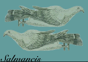 doves